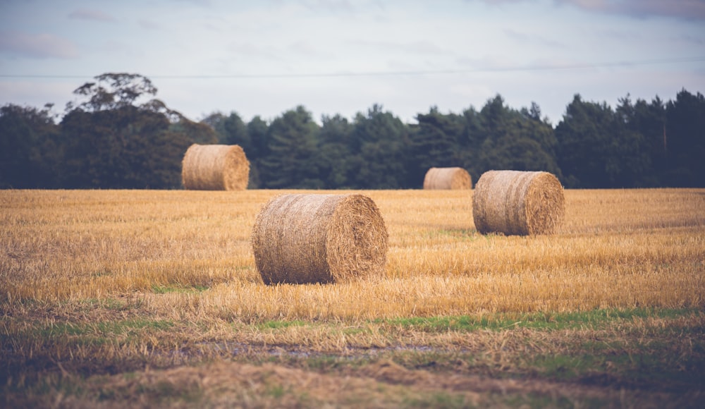 brown hays on brown grass field during daytime