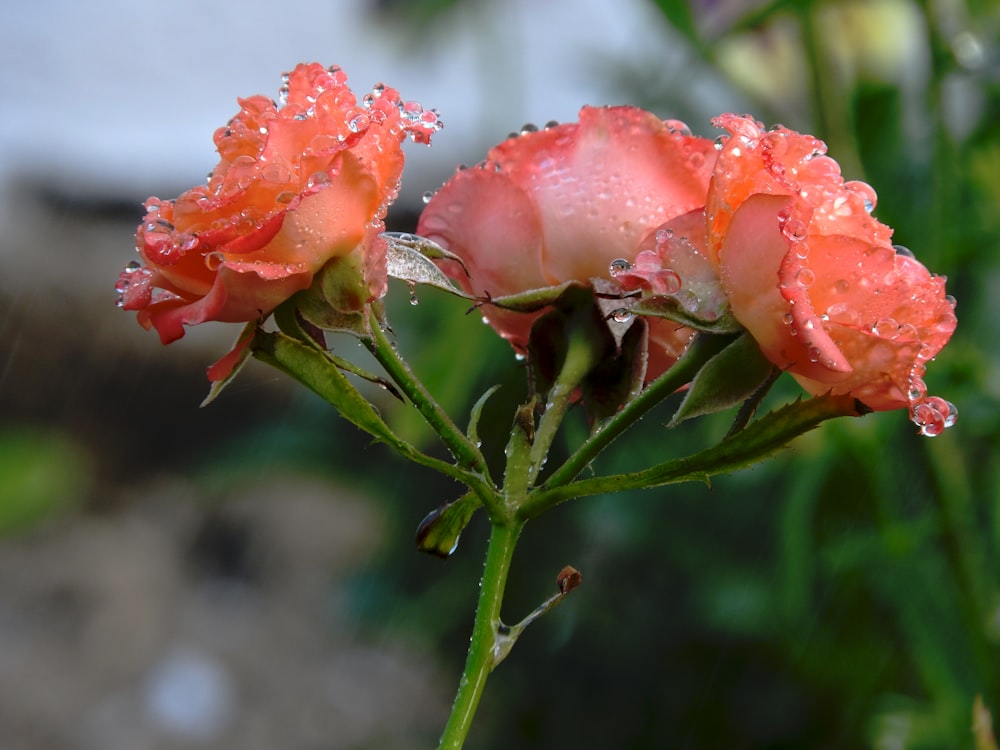 pink flower in tilt shift lens