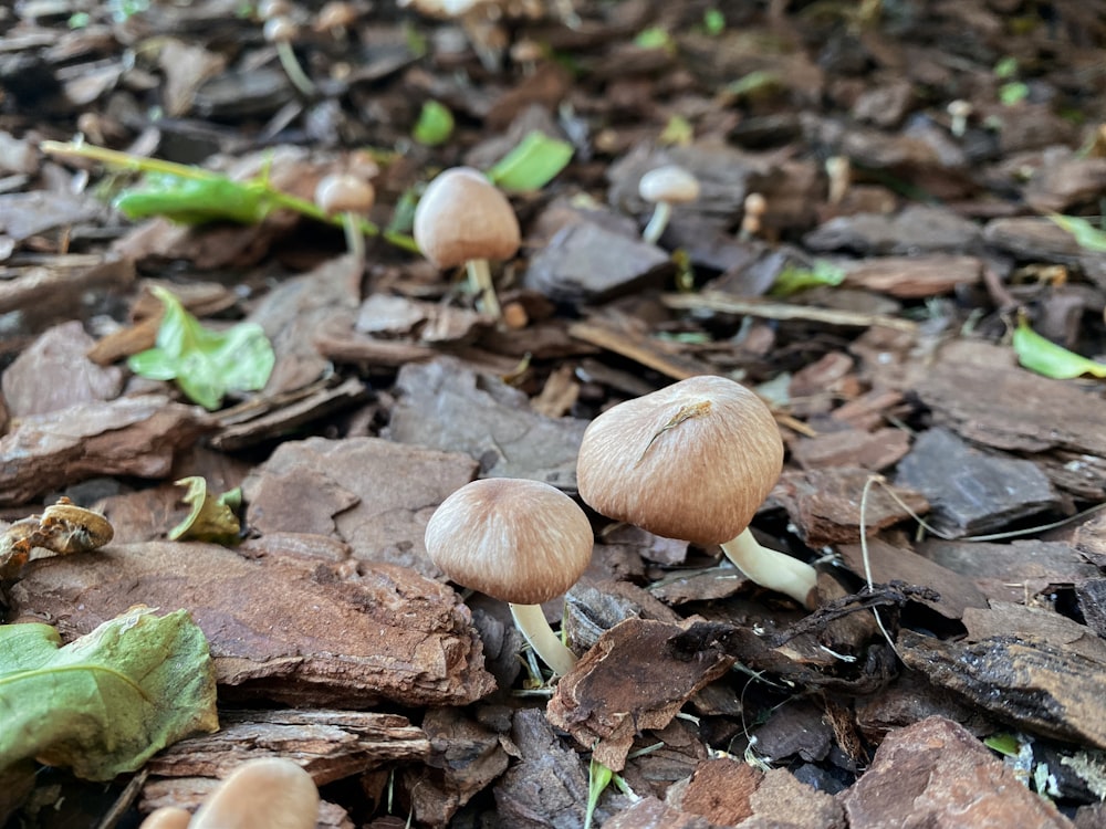 brown mushrooms on brown soil