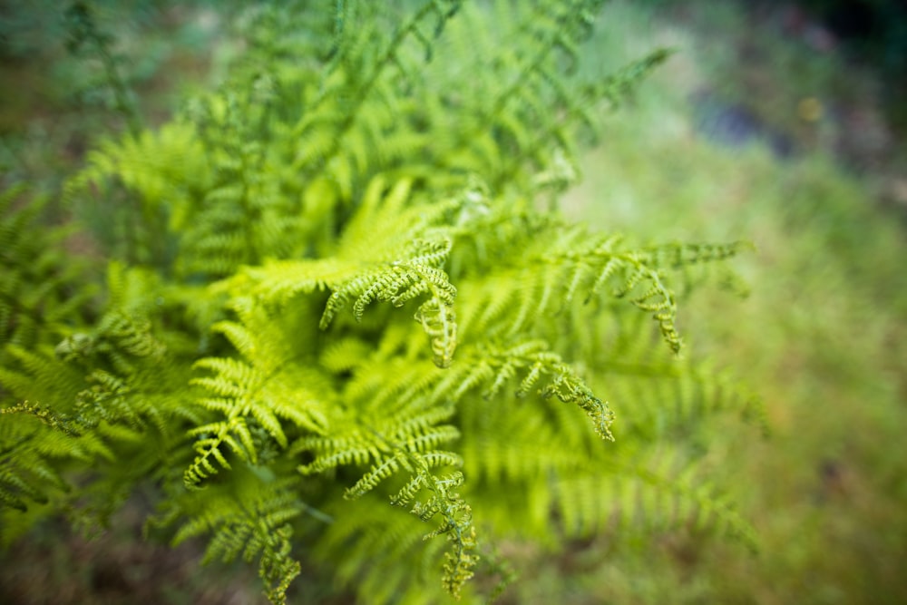 green fern plant in close up photography