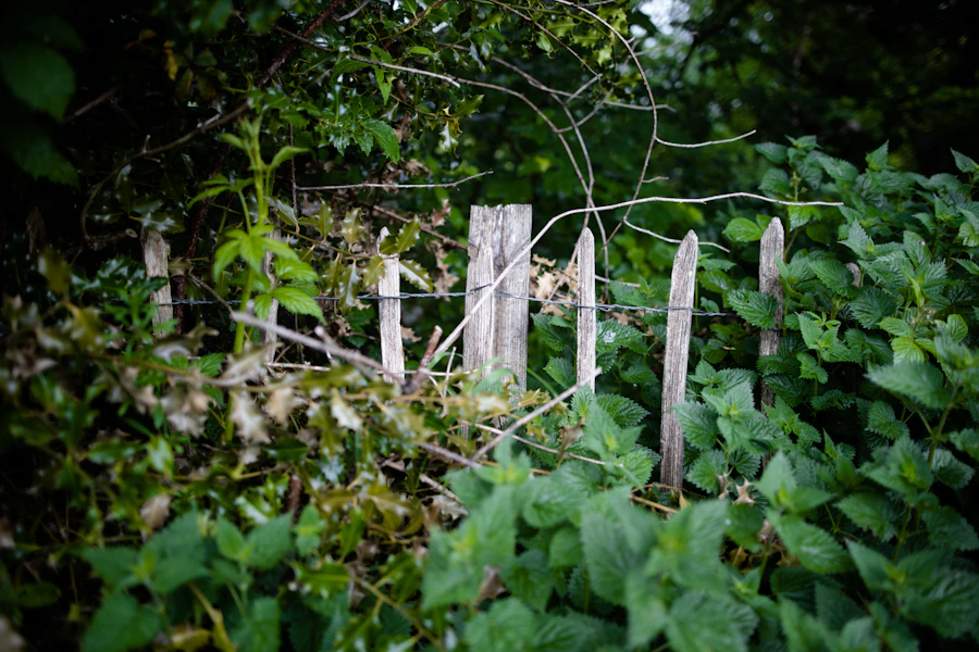 Clôture dans la verdure