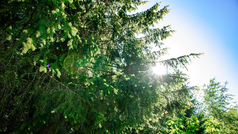 green leaf tree under blue sky during daytime