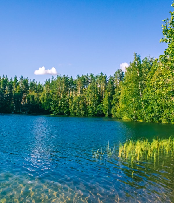 green trees beside body of water under blue sky during daytime