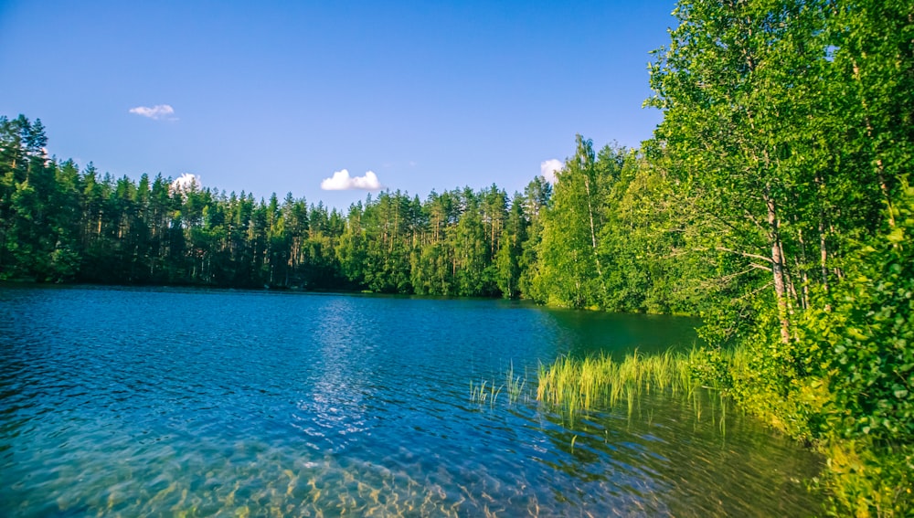 green trees beside body of water under blue sky during daytime