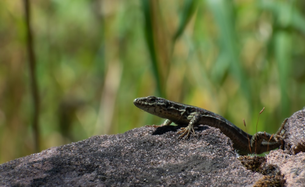 brown and black lizard on gray rock