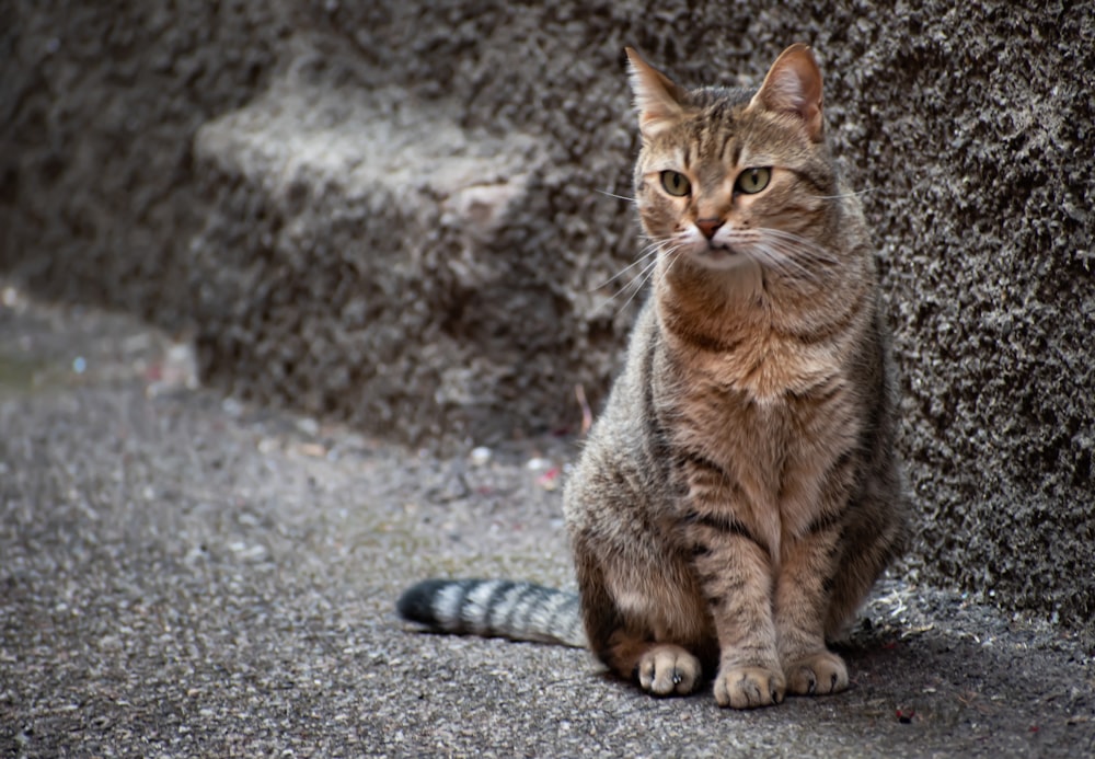 brown tabby cat on gray concrete floor