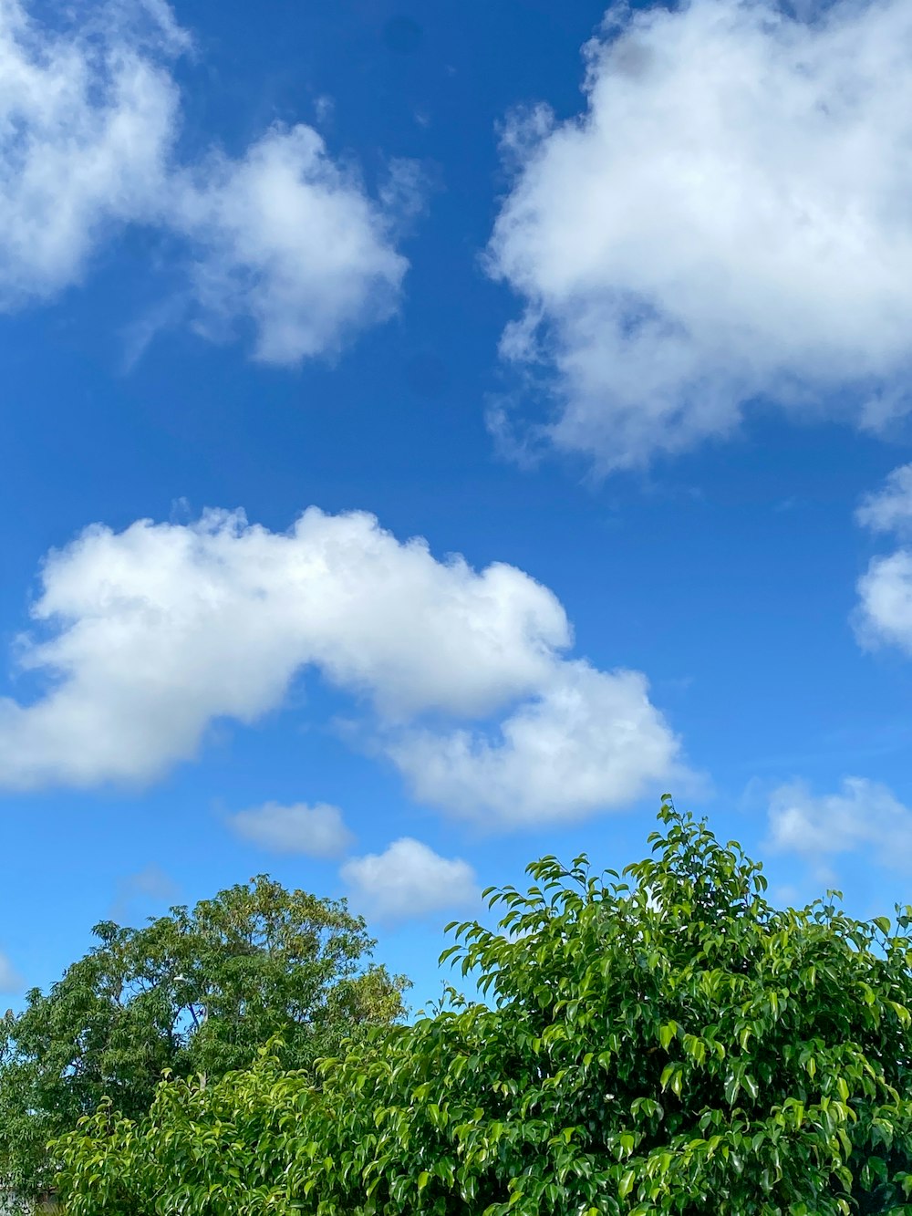 Green trees under blue sky and white clouds during daytime photo ...