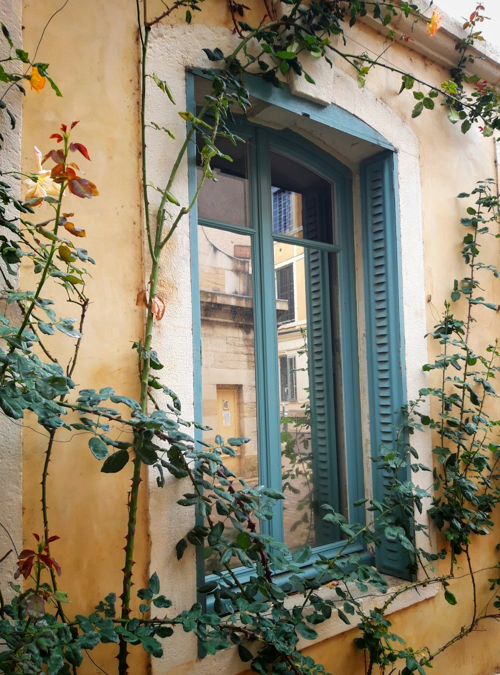 green vines on brown concrete building