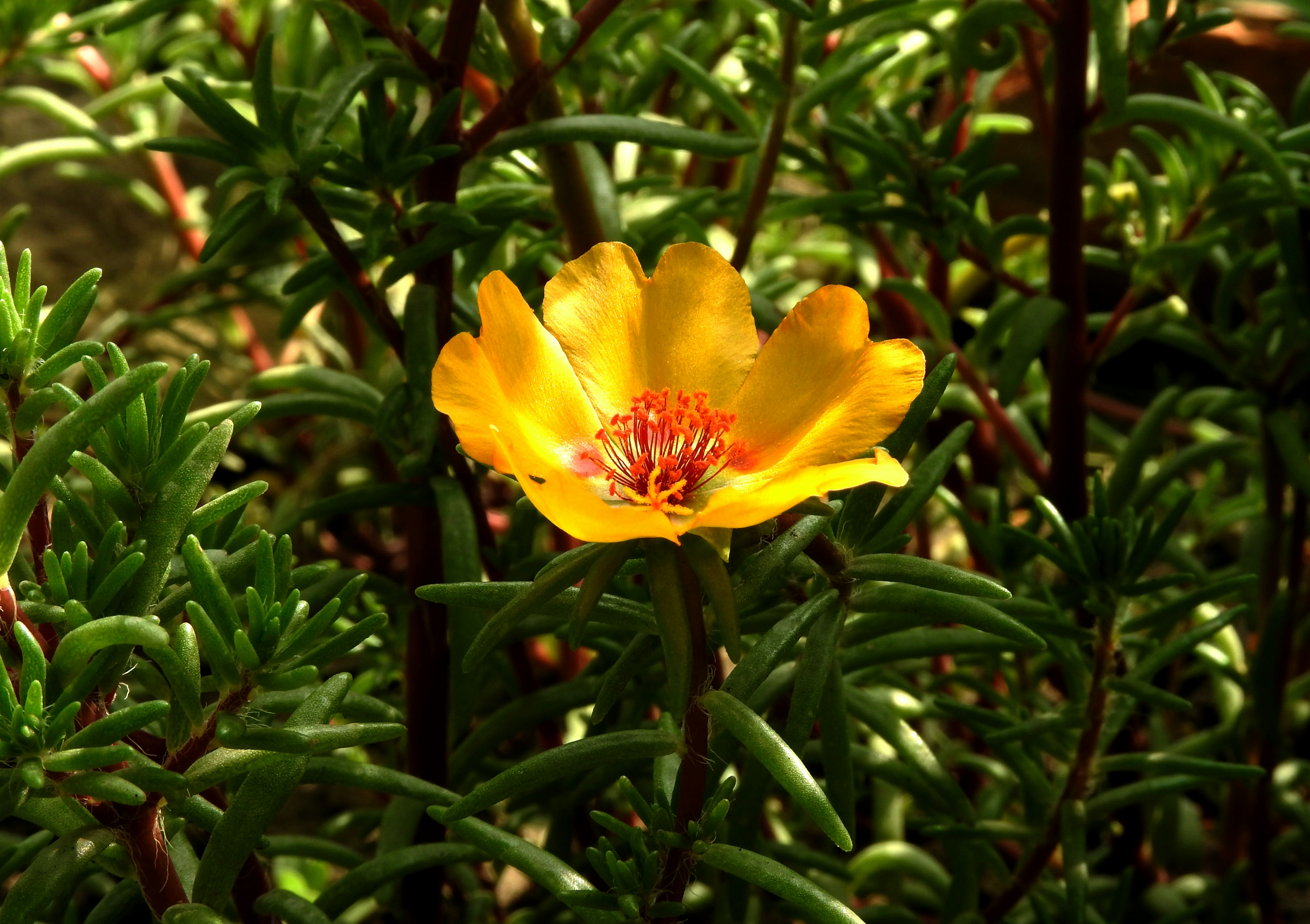 yellow flower in tilt shift lens