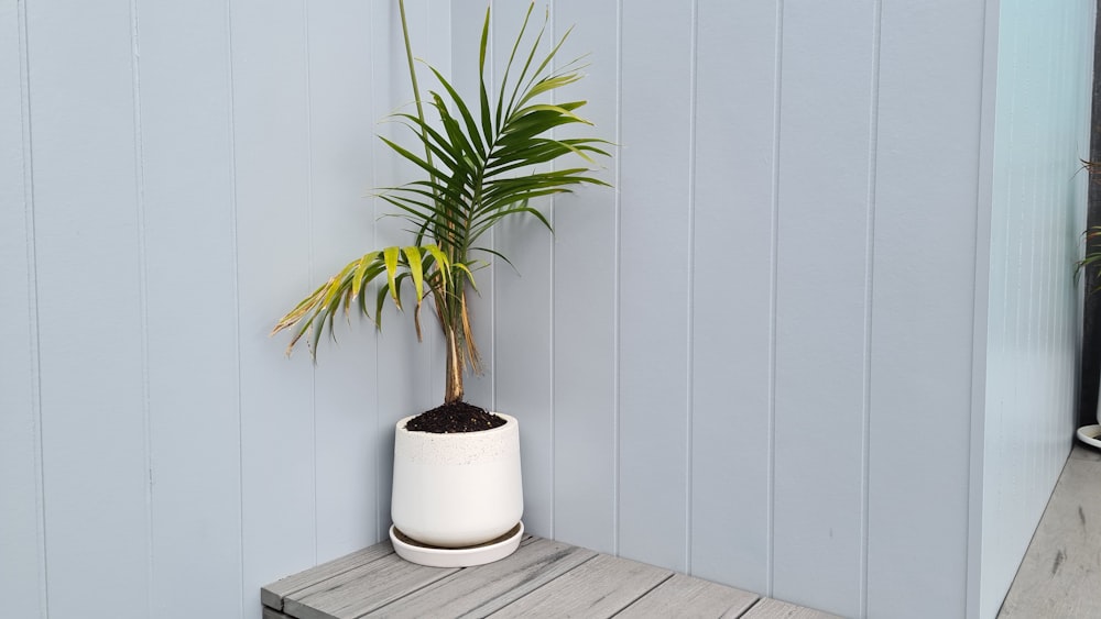 green plant on white pot