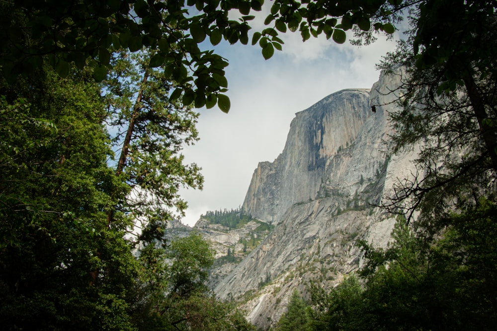 Árboles verdes cerca de Gray Rocky Mountain durante el día