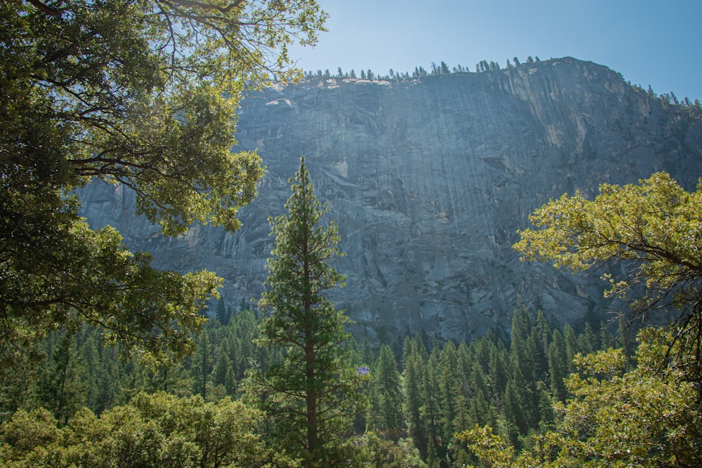 green trees near mountain during daytime