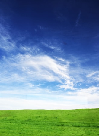 green grass field under blue sky during daytime