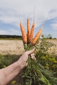 Hands harvesting ripe carrots from rich soil in a vegetable garden.