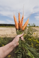Hand holding a freshly harvested bunch of organic carrots with green tops.