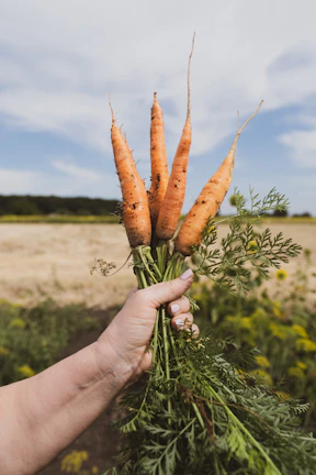 Farmers handpicking ripe vegetables under a clear blue sky.