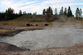 A majestic bison grazing near a steaming geyser under a clear blue sky in Yellowstone National Park.