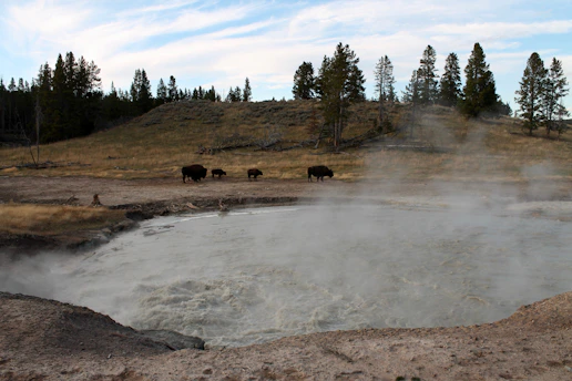 A majestic bison grazing near a steaming geyser under a clear blue sky in Yellowstone National Park.