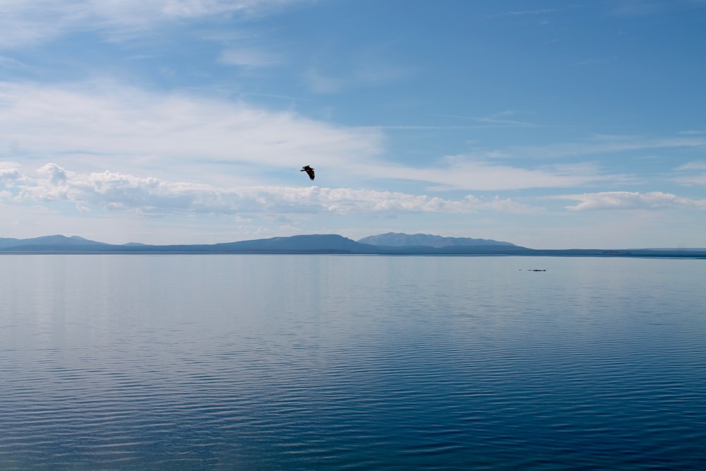 bird flying over the sea during daytime