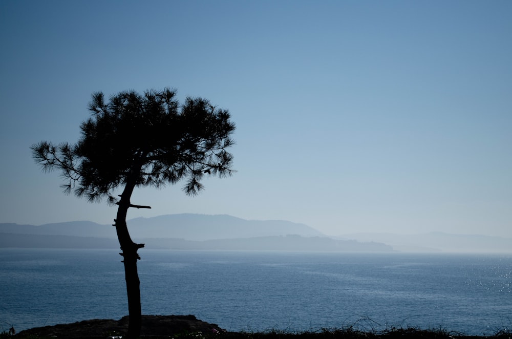 green tree on brown rock formation near body of water during daytime