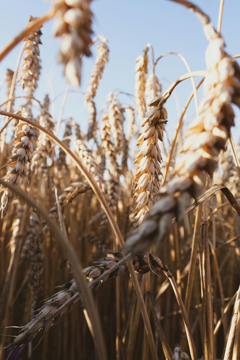 brown wheat field during daytime