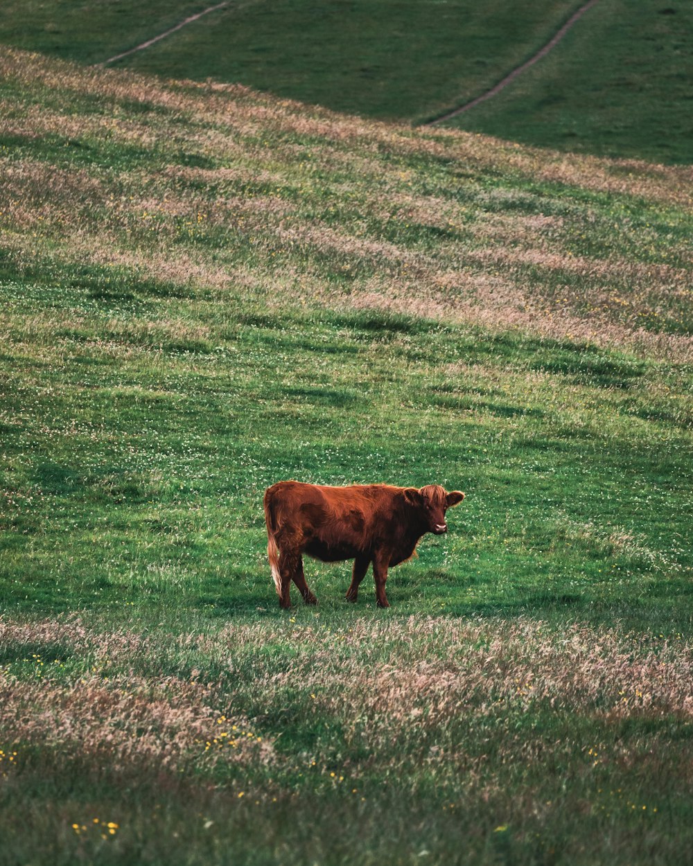 brown cow on green grass field during daytime