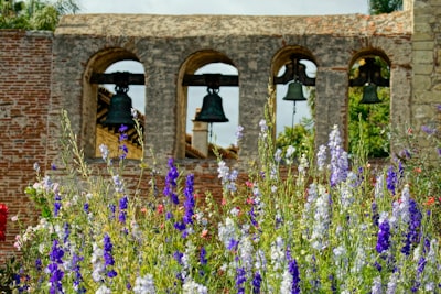 3 people standing on purple flower field during daytime bells google meet background