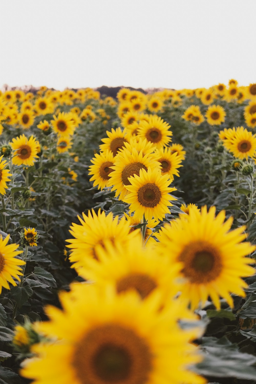 yellow sunflower field during daytime