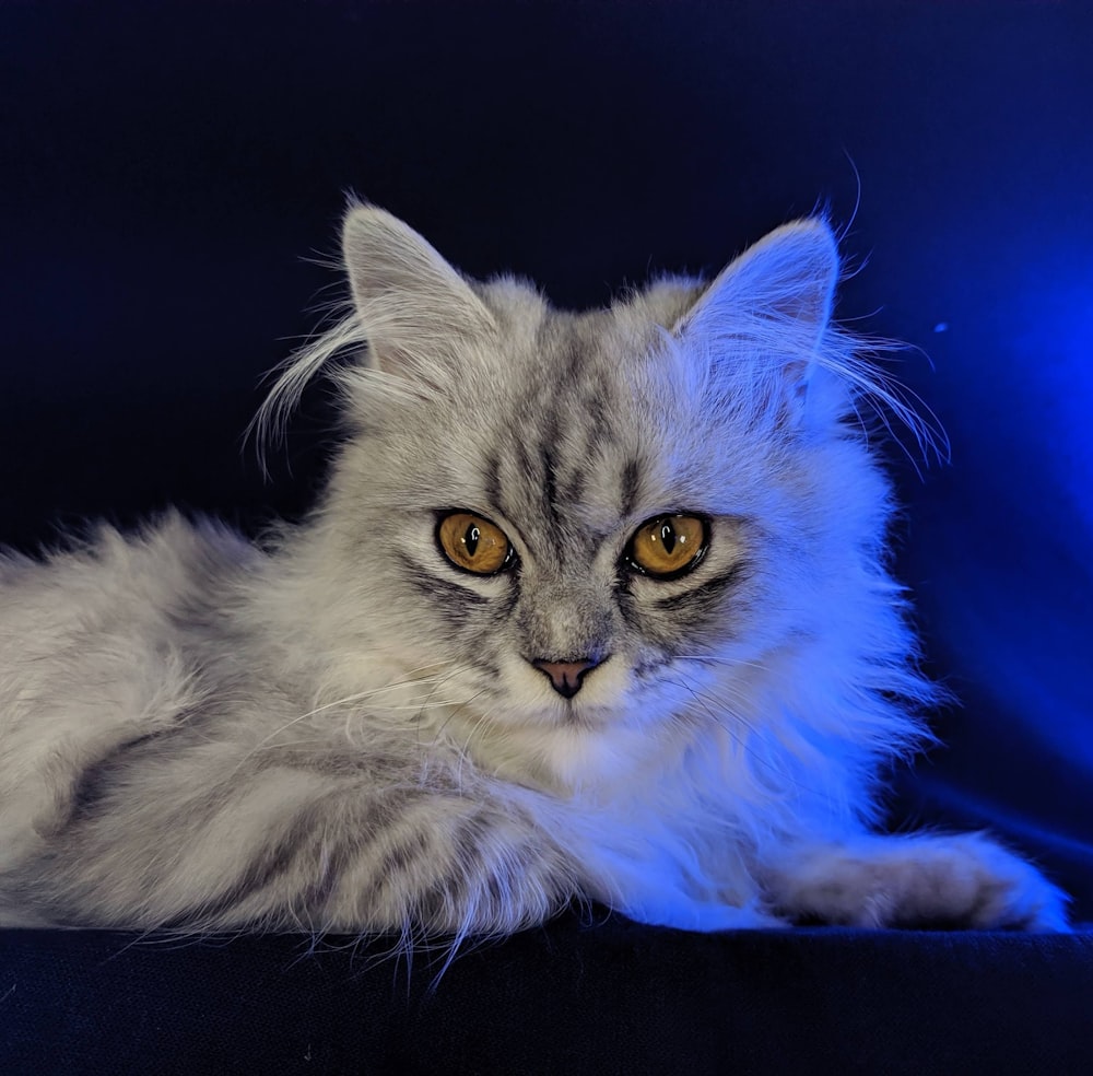 white and gray long fur cat