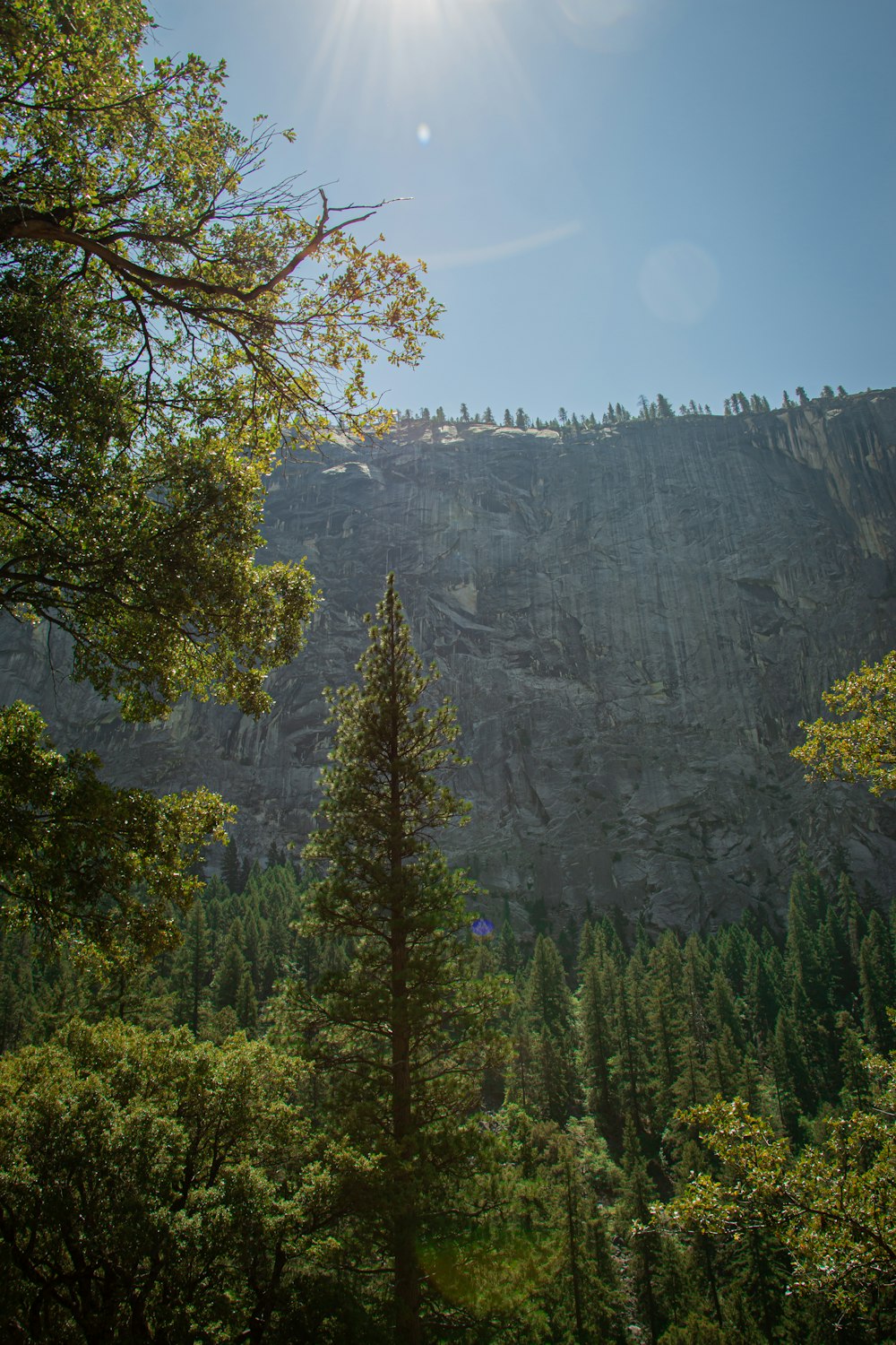 green trees near mountain during daytime