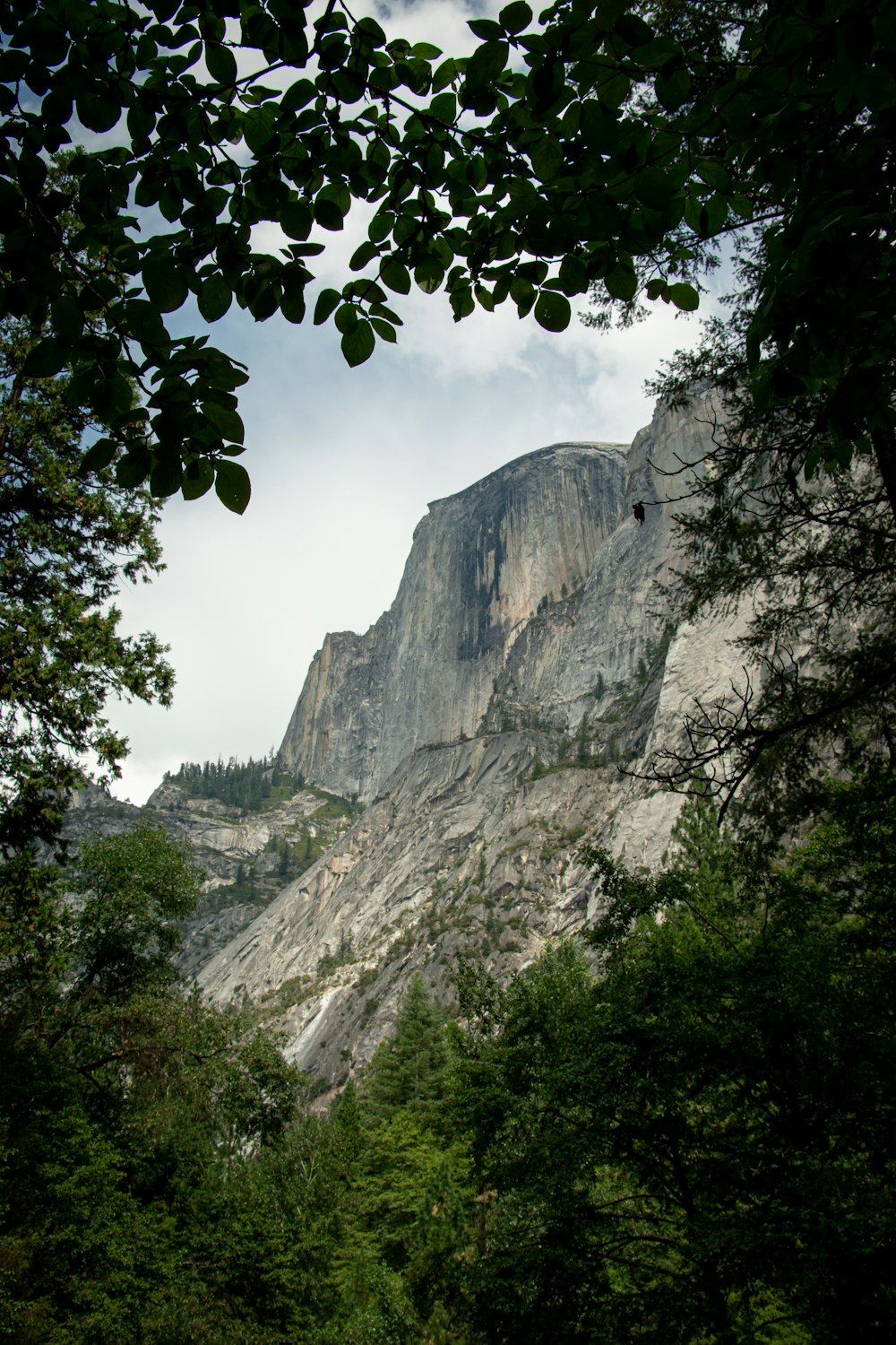 green trees on rocky mountain during daytime