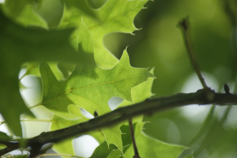 green leaf in close up photography