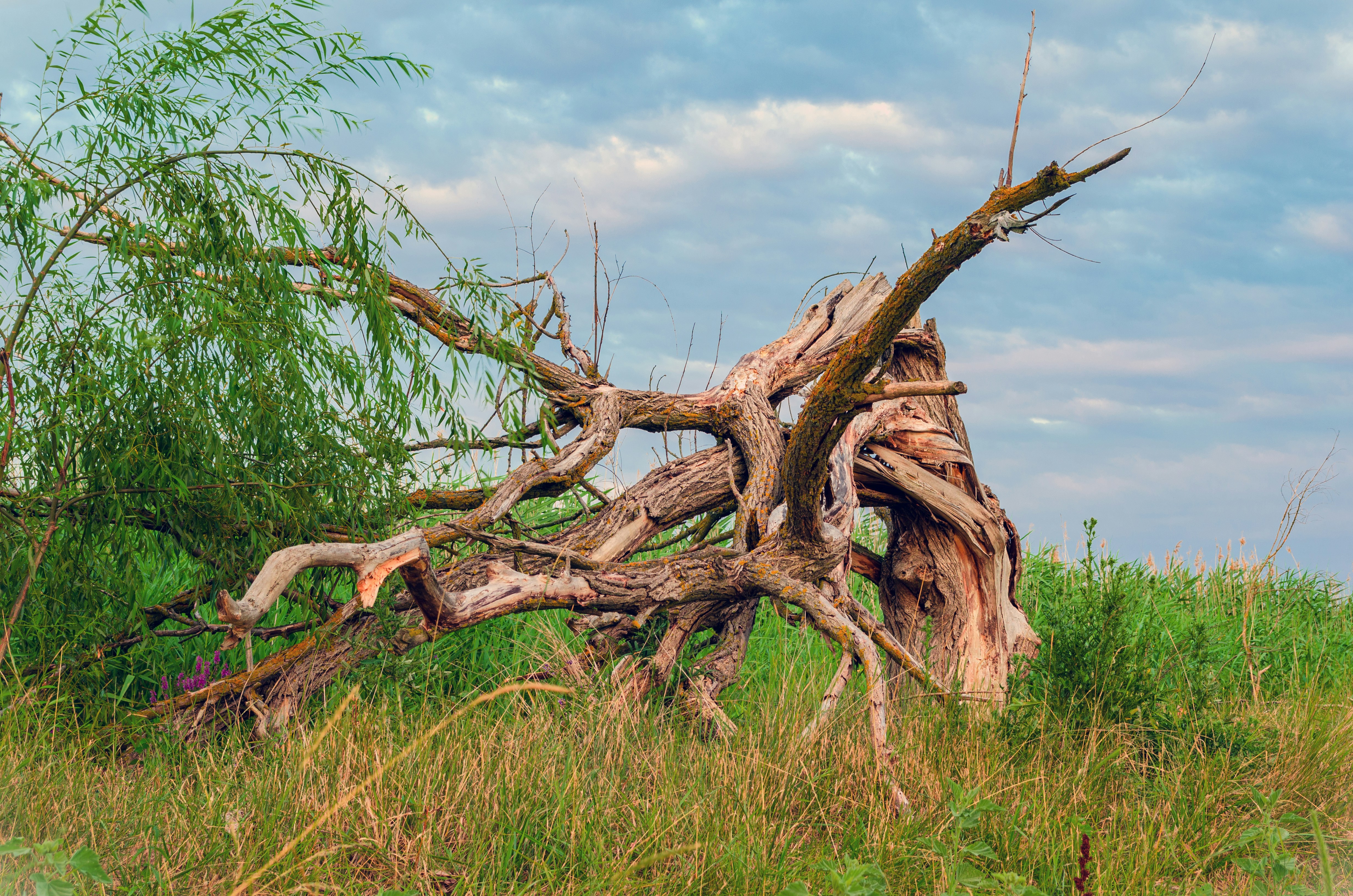 Photo by alexeypaarshukov