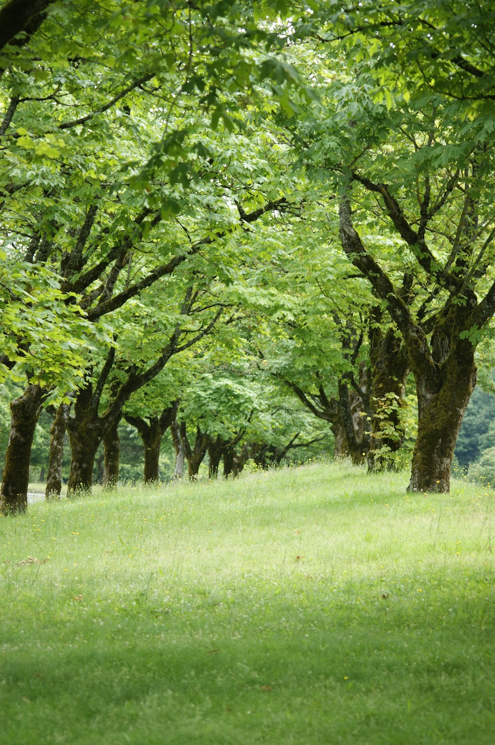 green grass field with trees