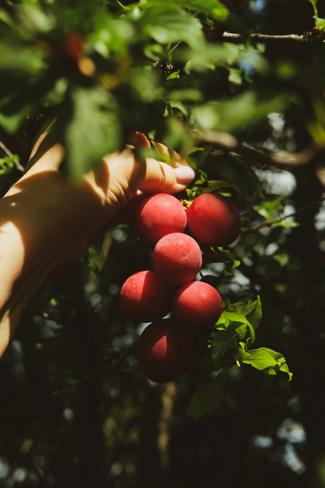 person holding red round fruits