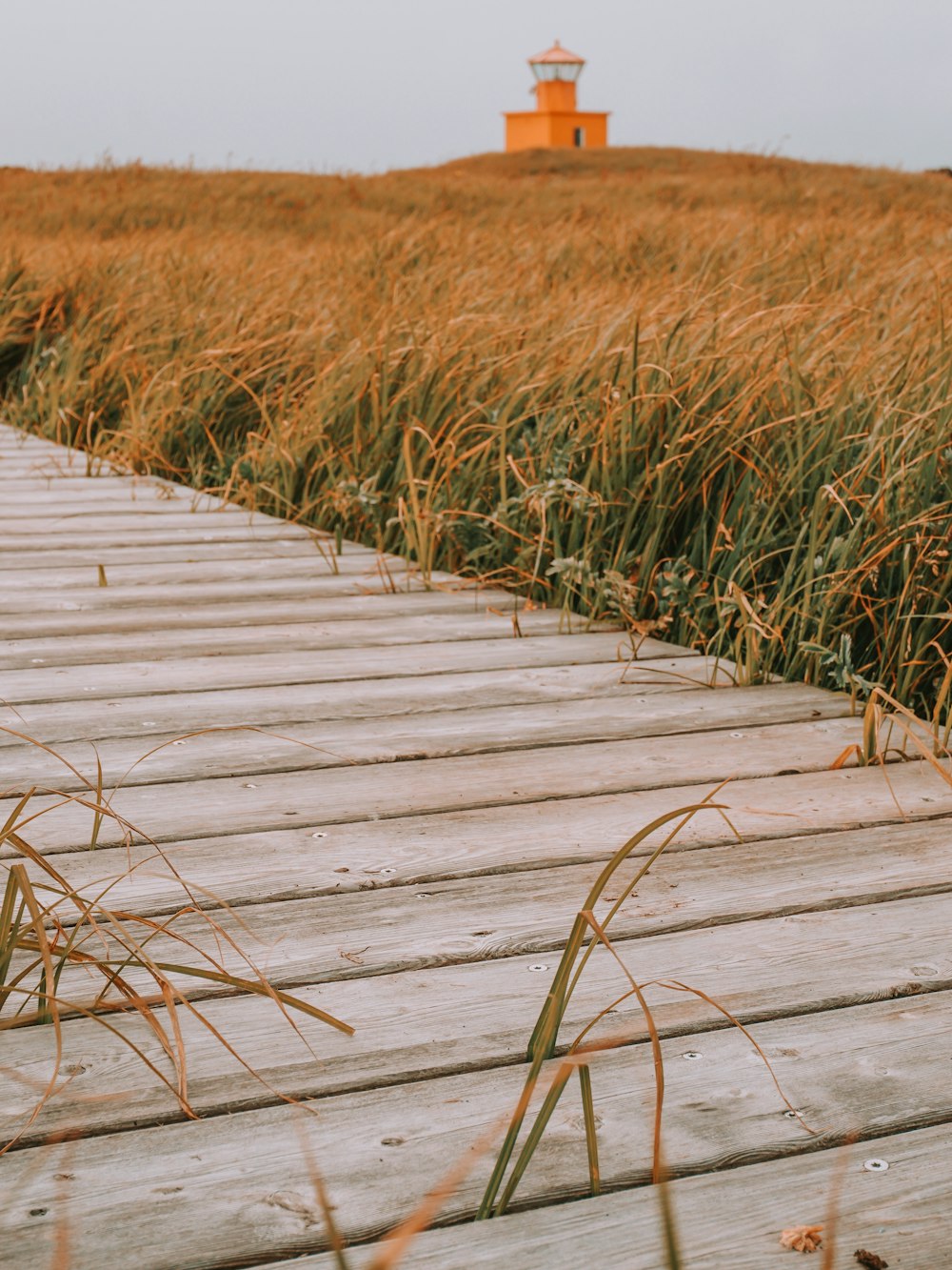 brown wooden pathway between brown grass field during daytime