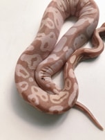 A light brown snake with white patterns slithers across a white surface. The snake's skin has a smooth and glossy texture, with intricate designs that create a striking visual contrast.