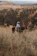 A rider galloping through a sunlit forest trail on horseback, embodying the cowboy spirit.