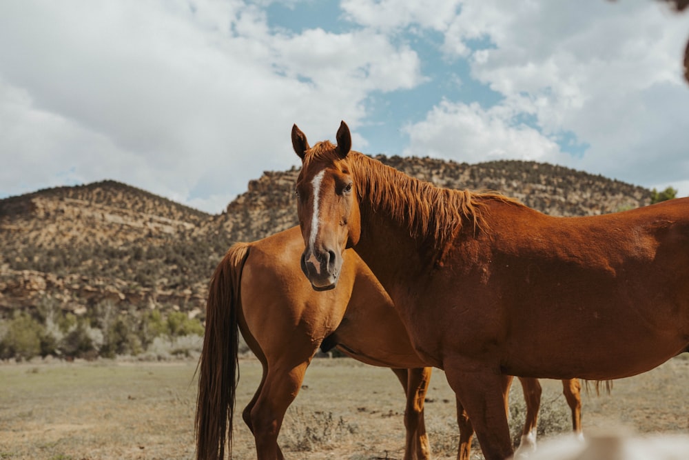 brown horse on green grass field under blue and white cloudy sky during daytime