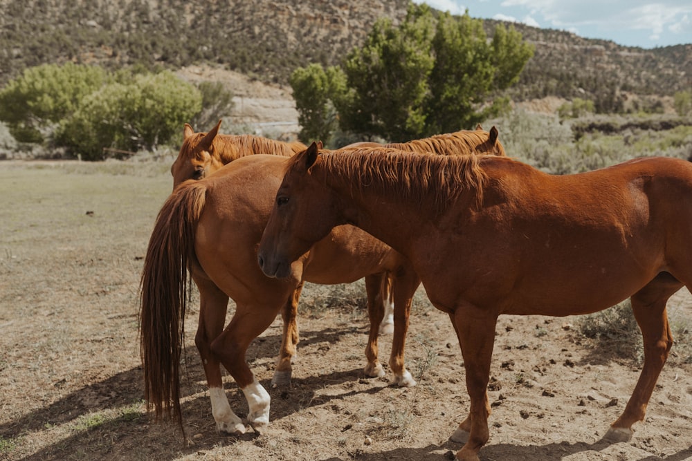 brown horse on brown soil during daytime