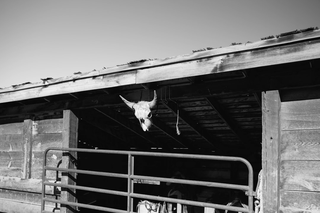 grayscale photo of a cat on a metal fence