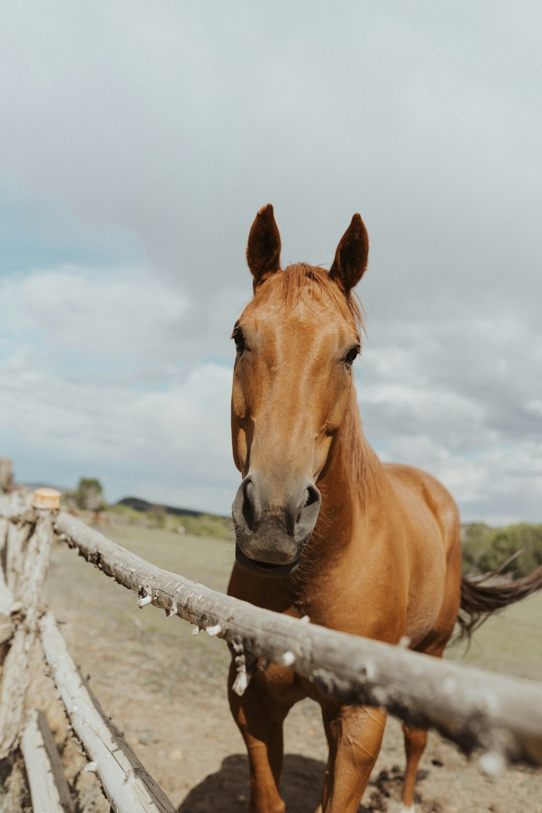 brown horse on white wooden fence during daytime