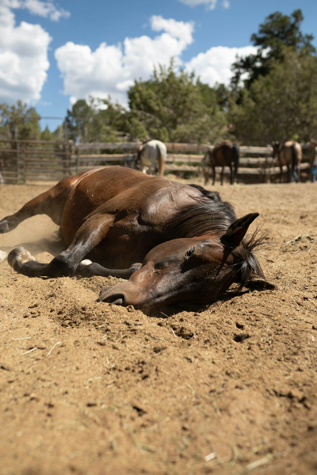 brown horse lying on brown soil during daytime