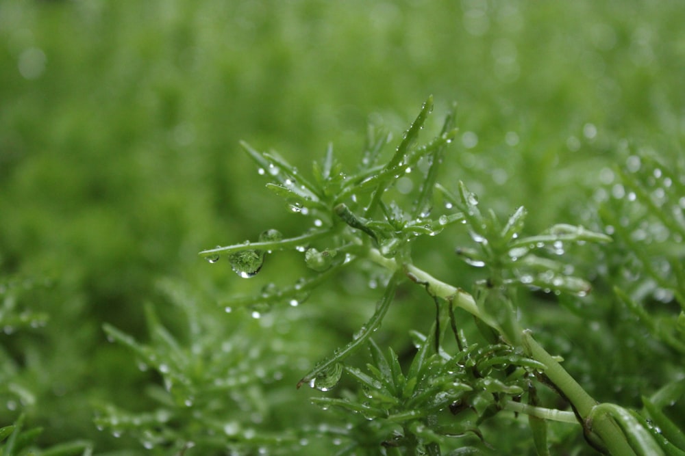 water droplets on green plant