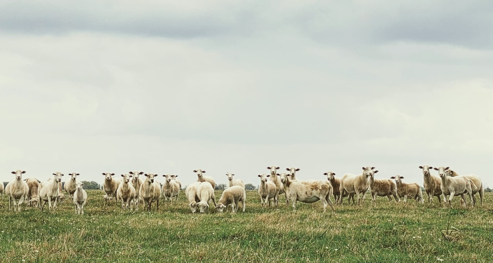 herd of sheep on green grass field during daytime