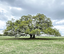 green tree on green grass field during daytime