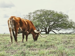 brown cow on green grass field during daytime