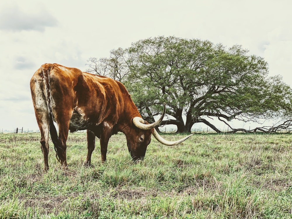 brown cow on green grass field during daytime