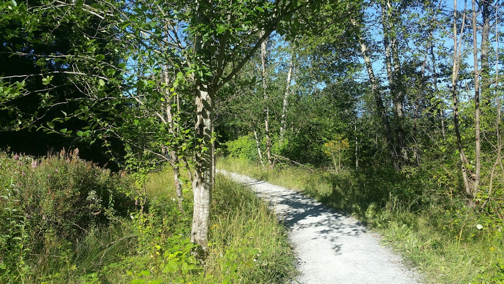 green trees beside pathway during daytime