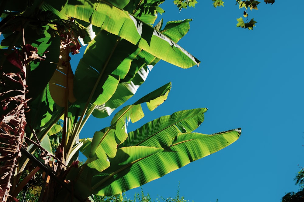 green banana tree under blue sky during daytime